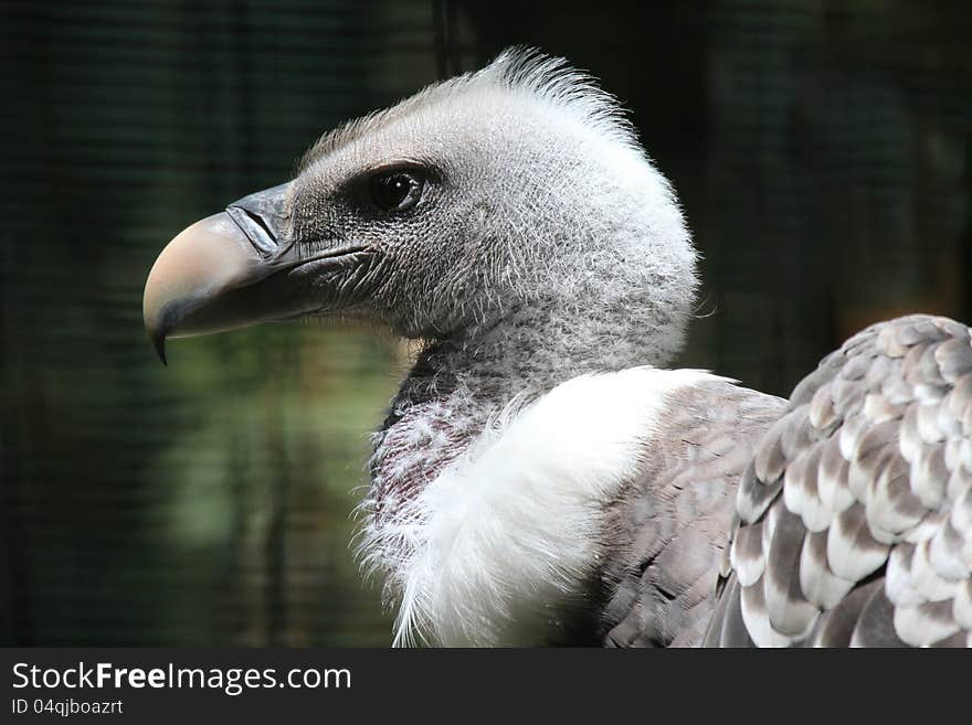 Griffin Vulture Profile With Dark Background