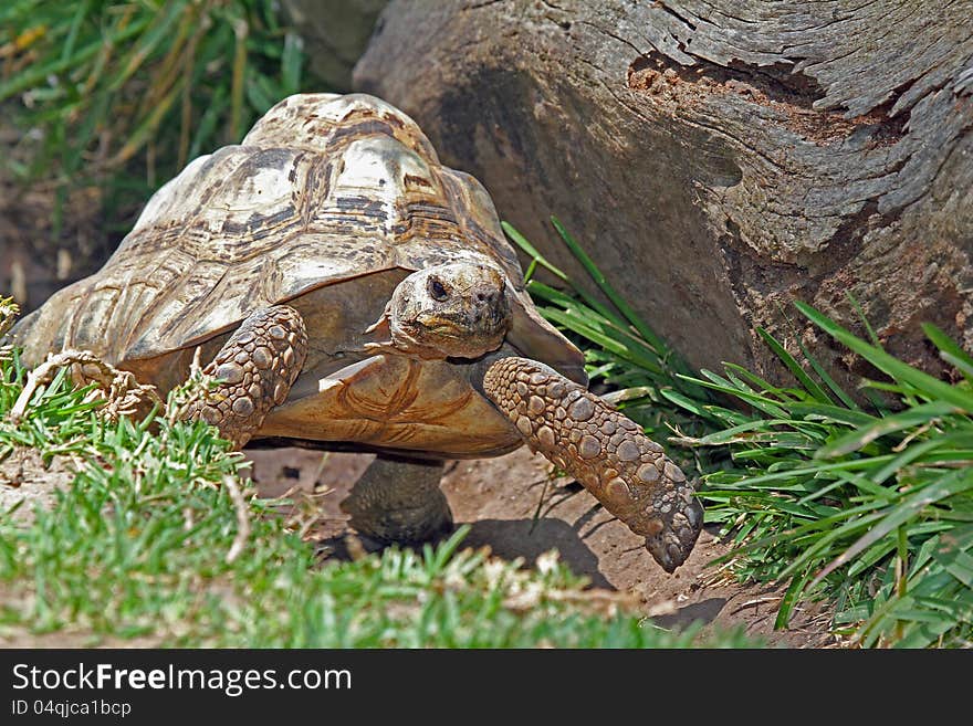 Star Tortoise Walking Near Grass And Rock