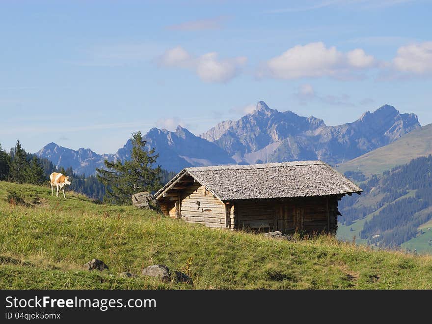 Cows grazing in Swiss Alps