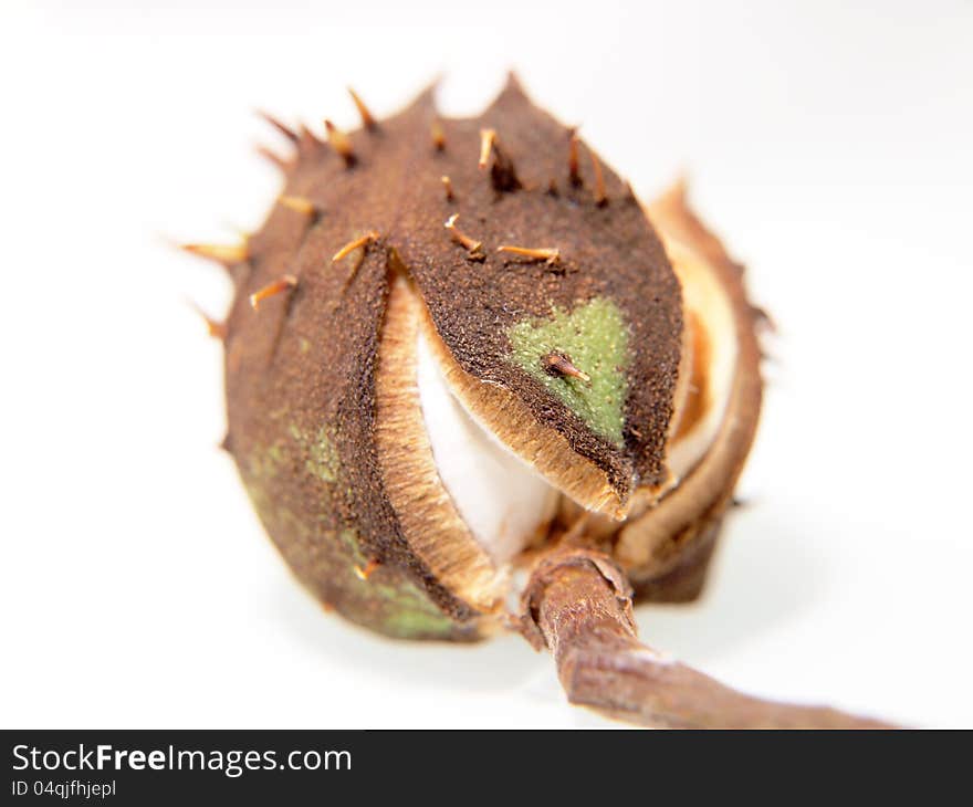 Single chestnut unfolding, isolated towards white background