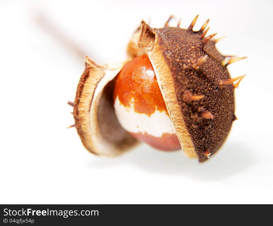 Single chestnut unfolding, isolated towards white background