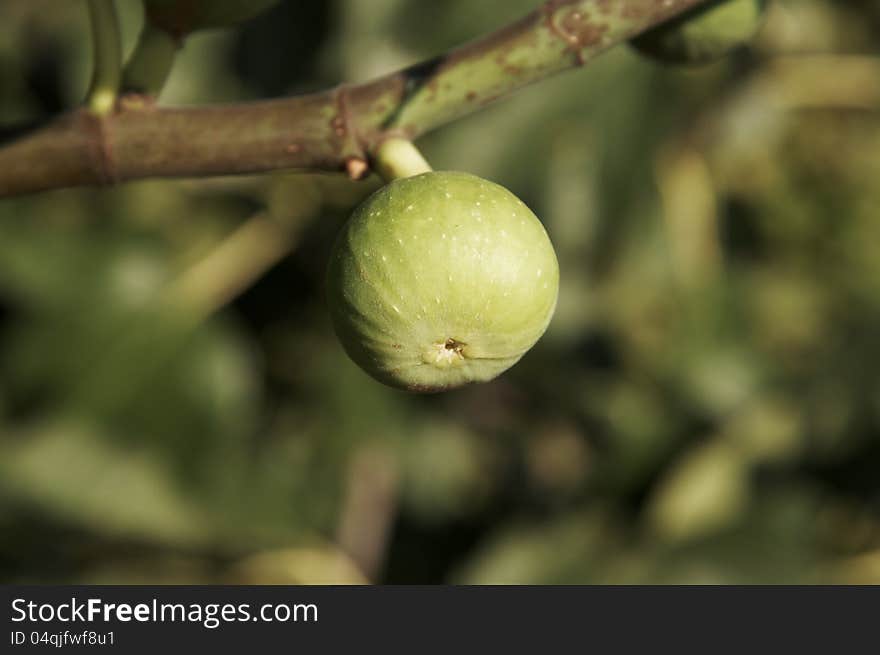 Fig which grows on the coast of the Adriatic