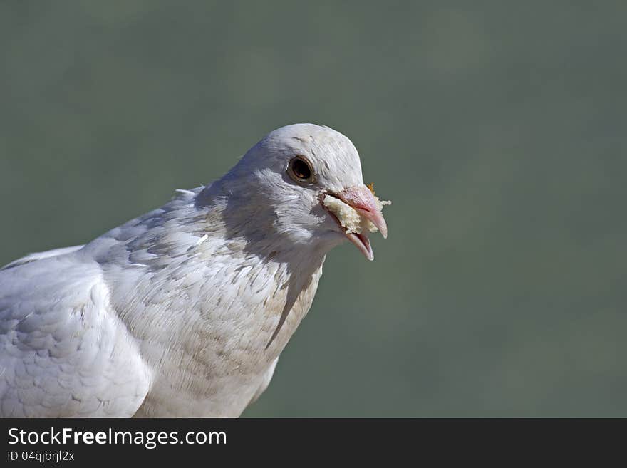 A white pigeon with a piece of white bread between its beak against pea-green background.
Ample text space RHS. A white pigeon with a piece of white bread between its beak against pea-green background.
Ample text space RHS.