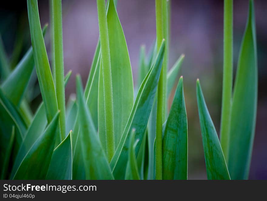 Close up of green blades of plant in soft focus with purple background. Image no 105. Close up of green blades of plant in soft focus with purple background. Image no 105.