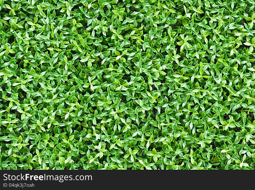 Artificial tiny green leaves texture