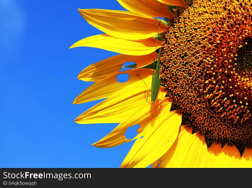 Sunflower with grasshopper