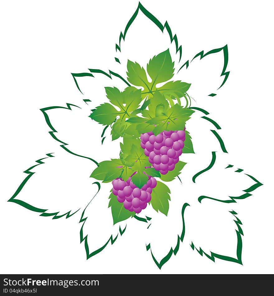 The vine and bunch of grapes. The illustration on a white background.