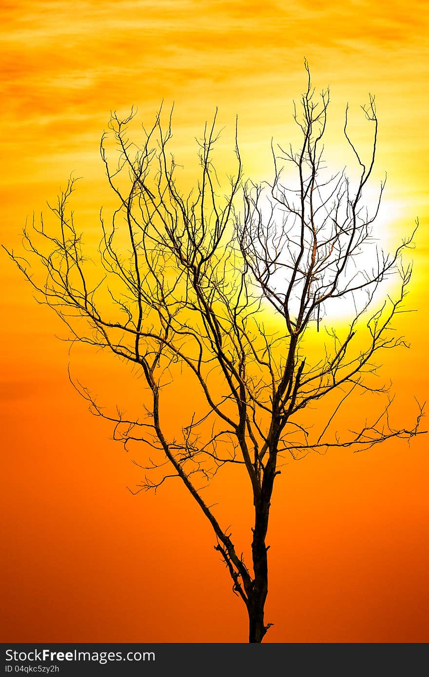 Death tree against sunlight over sky background in sunset. Death tree against sunlight over sky background in sunset