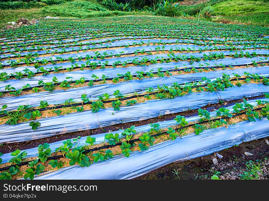 Strawberry field on the mountain ,thailand