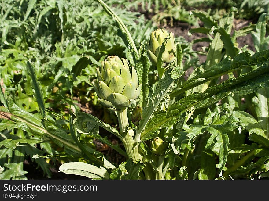 Artichoke Crop growing in California field