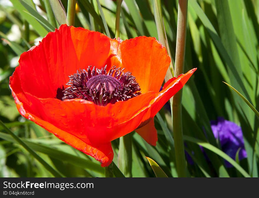 Red poppy on green background