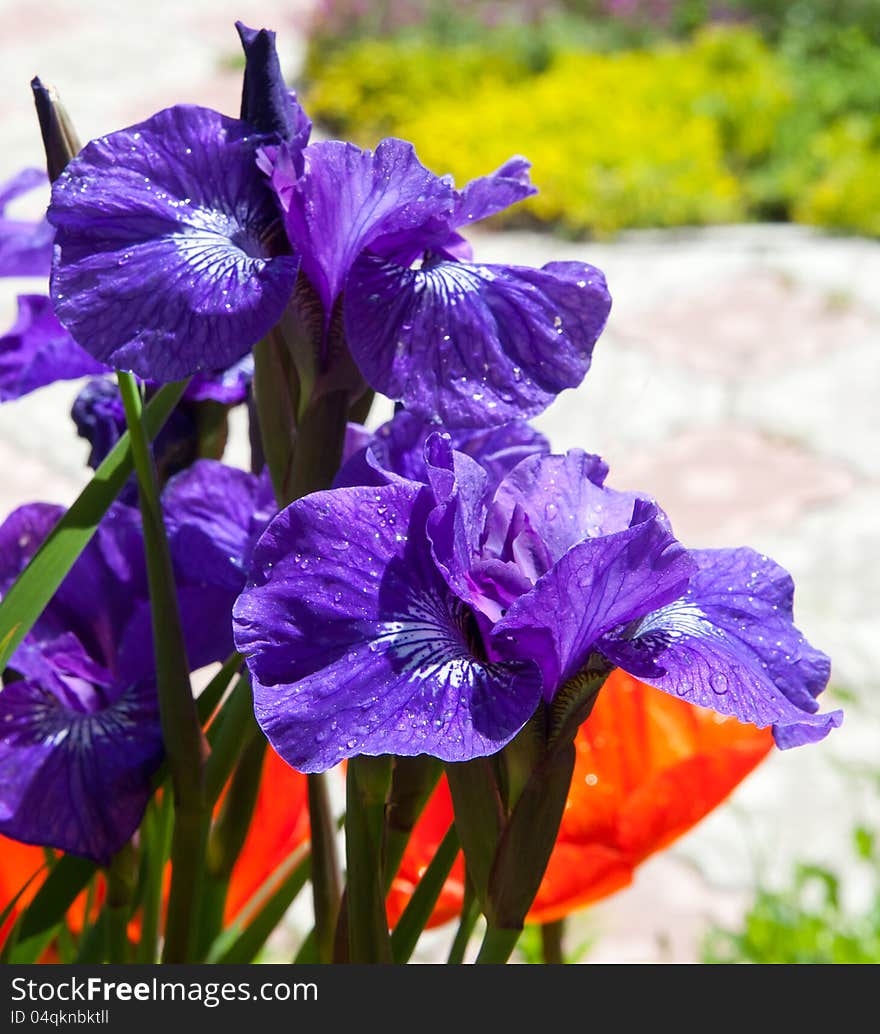 Iris flowers in sunny day