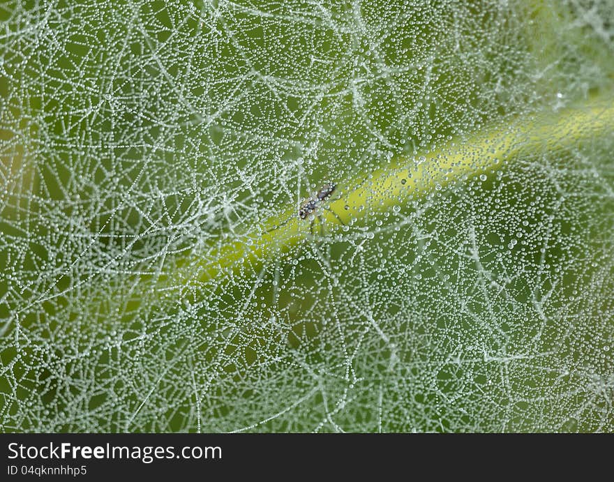 Cobweb with spider in the grass