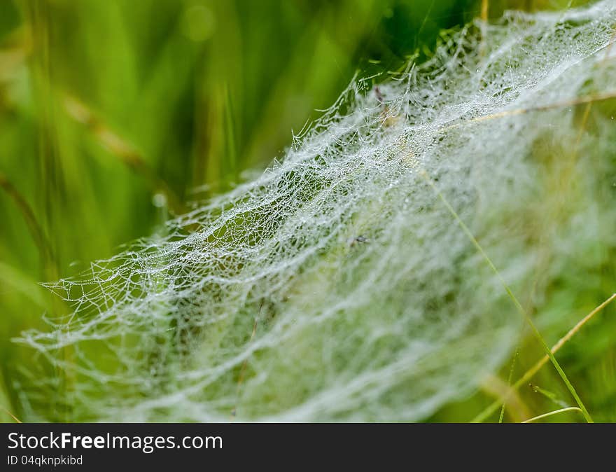 Cobweb with spider in the grass