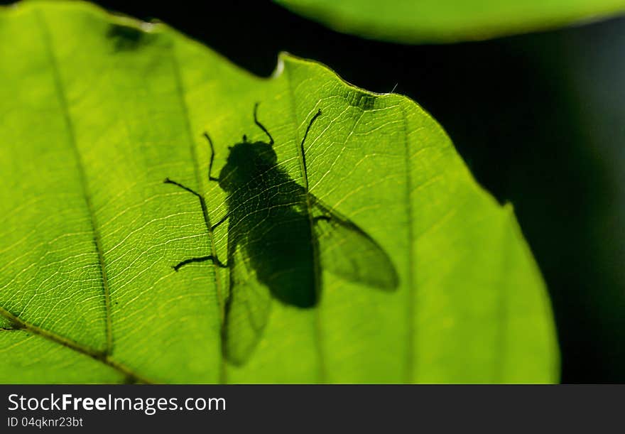 Shadow of fly trough the leaf