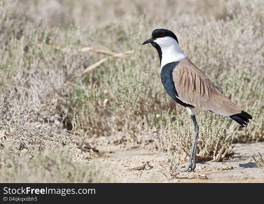 Spur-winged Lapwing