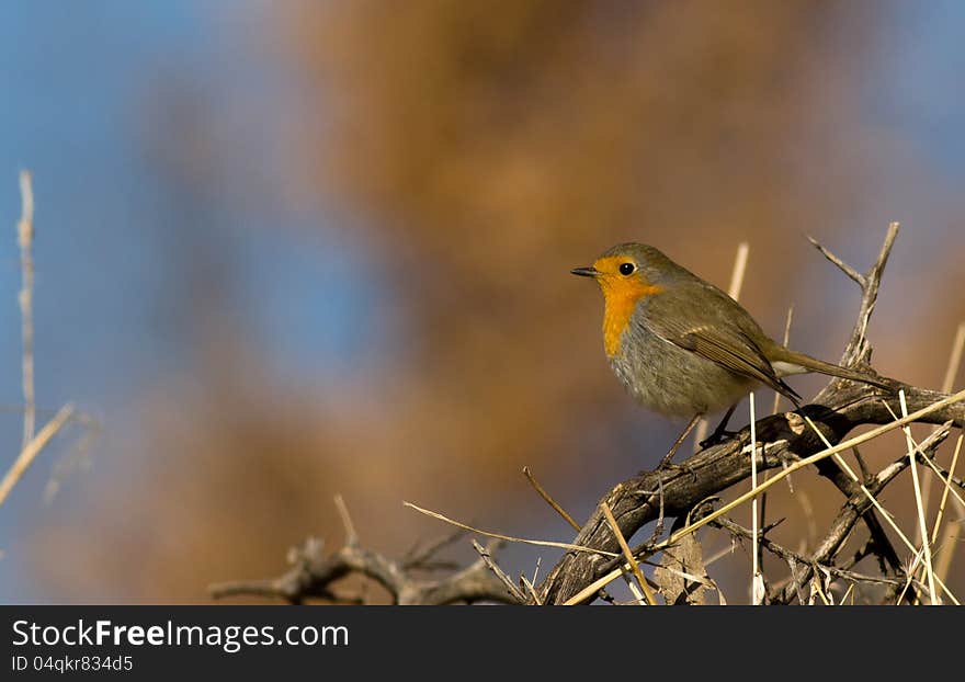 Robin singing on top of a tree branch
