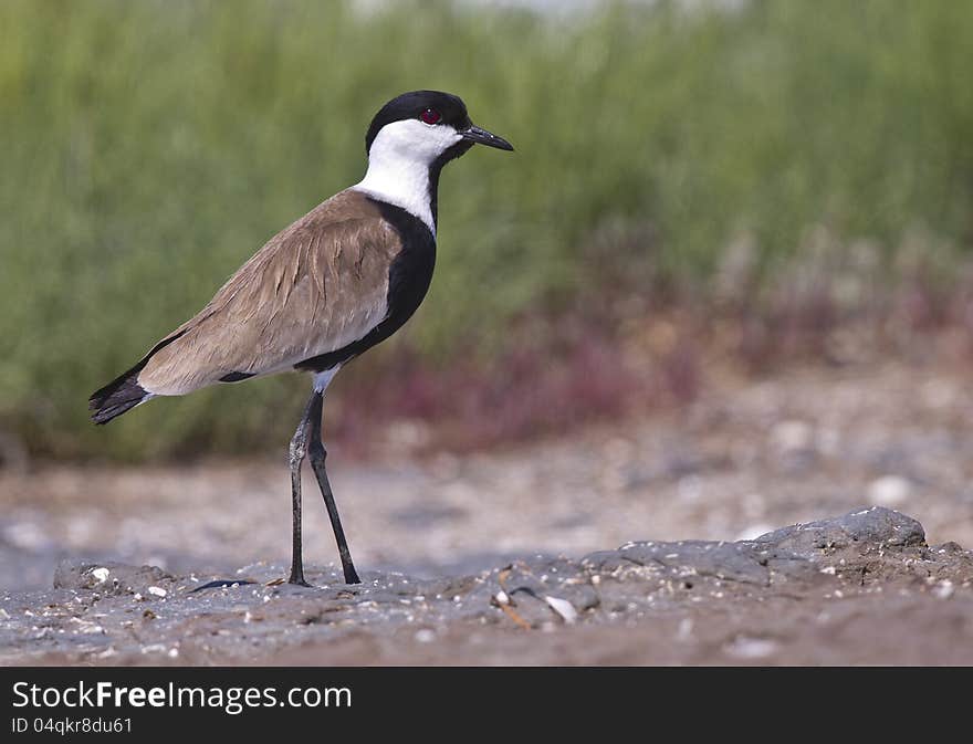 Spur winged lapwing walking around. Spur winged lapwing walking around