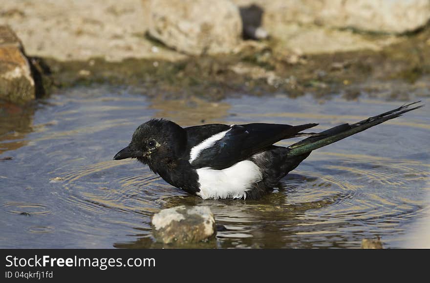 Magpie bathing in an accumulation of water. Magpie bathing in an accumulation of water