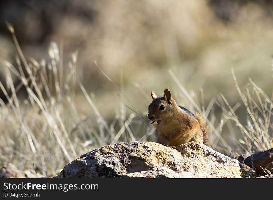 Squirrel eating an acorn on top of a rock