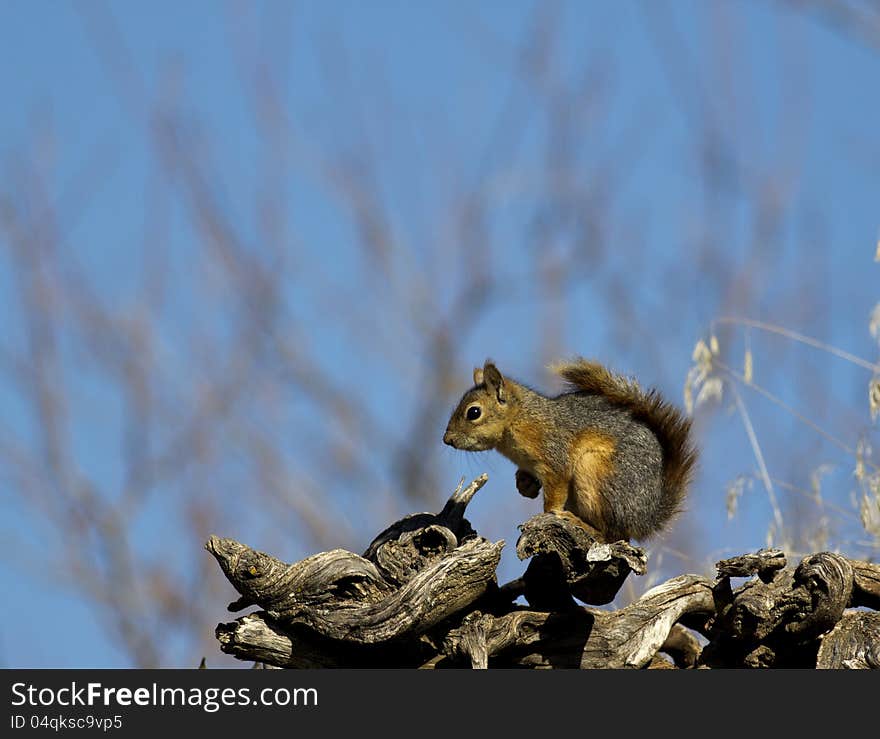 Squirrel watching the world on the roof