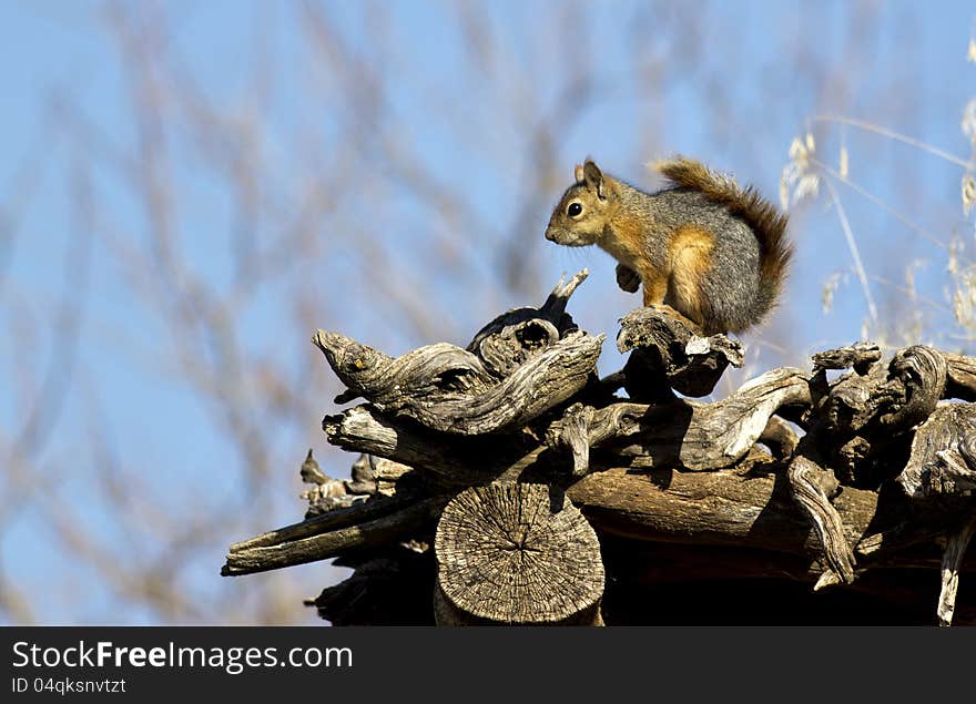 Squirrel watching the world on the roof