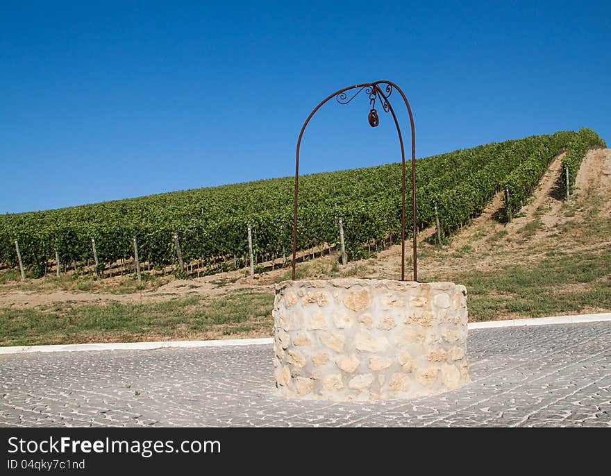 A Vineyard In Italy