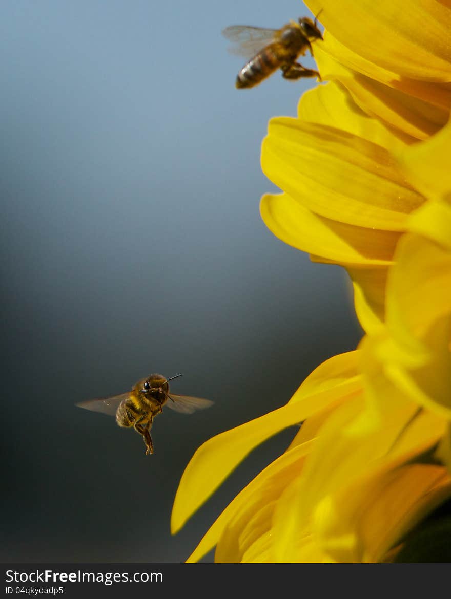 Bees flying around a sunflower.  Shot from the side it has one bee if perfect focus appearing to look straight into the camera. Bees flying around a sunflower.  Shot from the side it has one bee if perfect focus appearing to look straight into the camera.