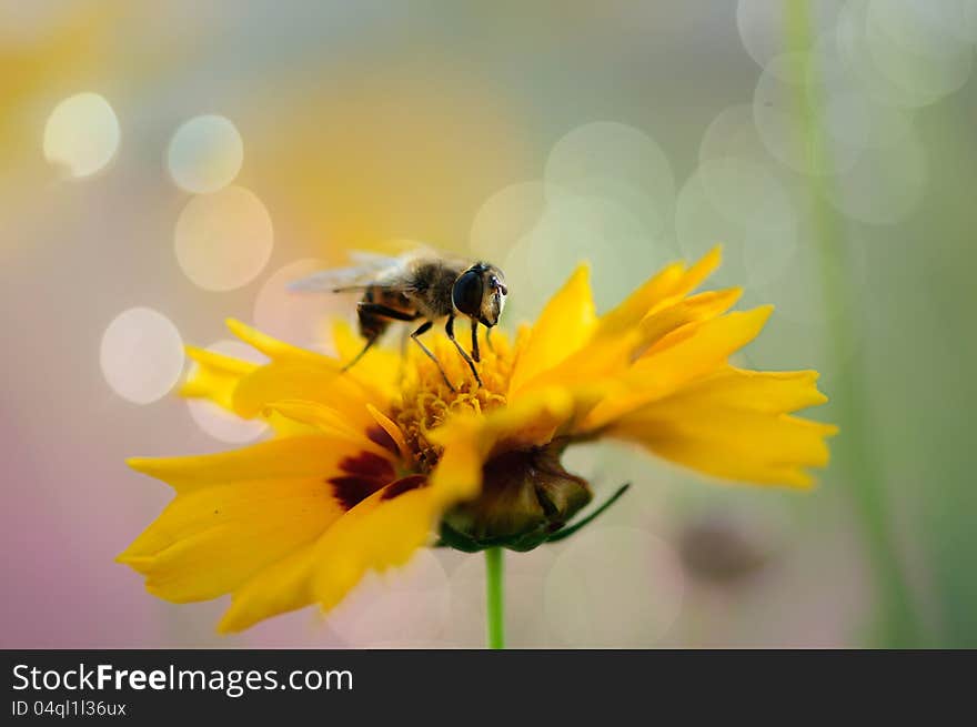 Honey bee on sweet yellow beautiful cosmo