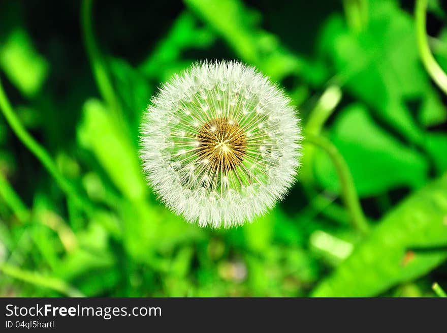 Dandelion On Background Green Grass