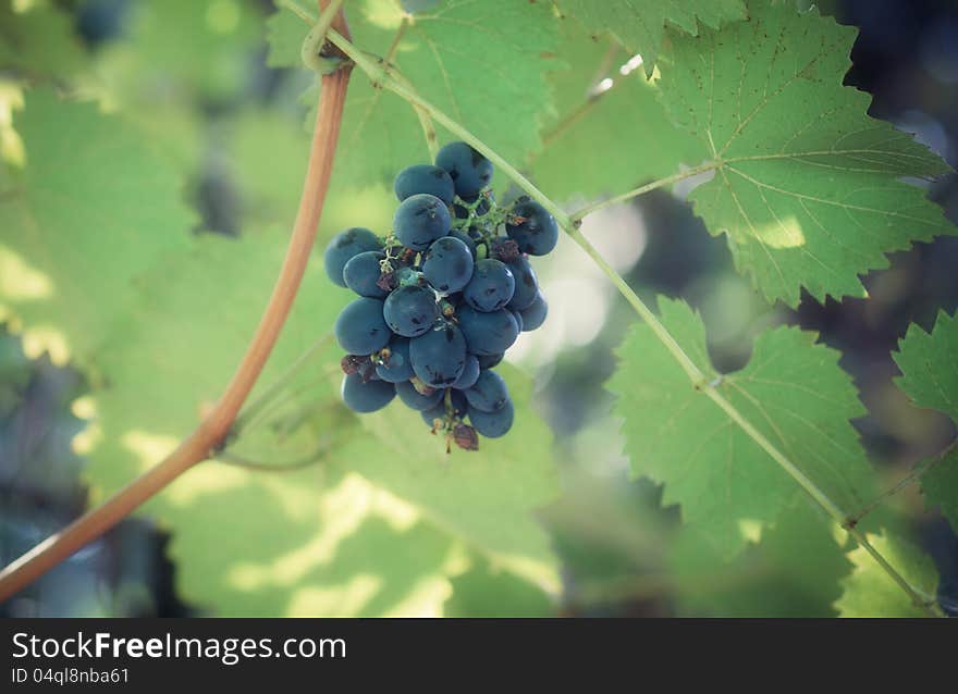 Blue bunch of grapes on foliage background. Blue bunch of grapes on foliage background