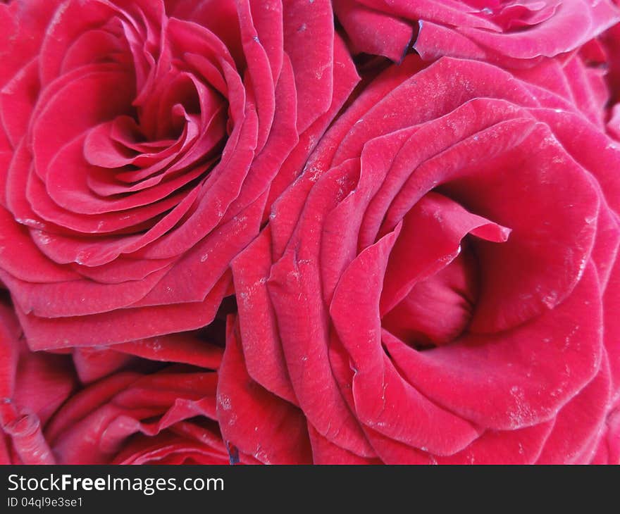 Red rose flowers in bouquet