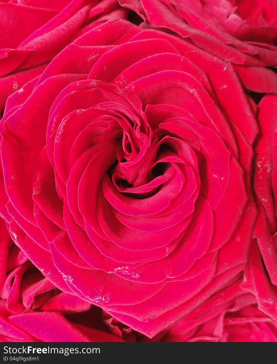 Red rose flowers in bouquet