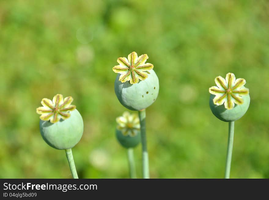 Poppy on a grass background