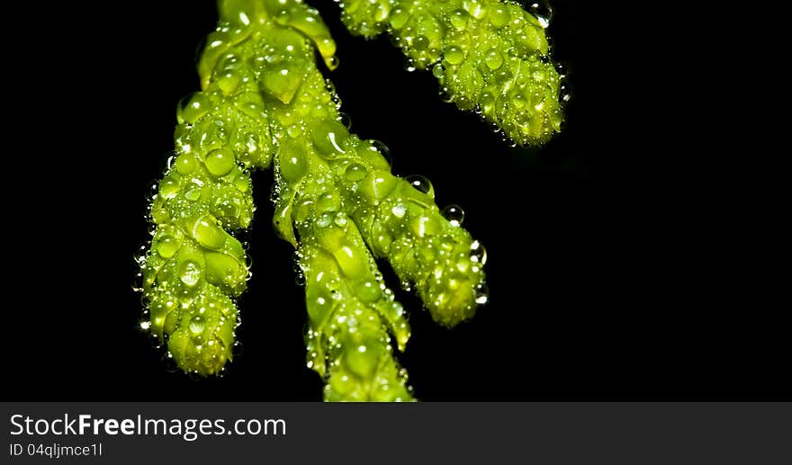 Macro of wet evergreen covered with water droplets