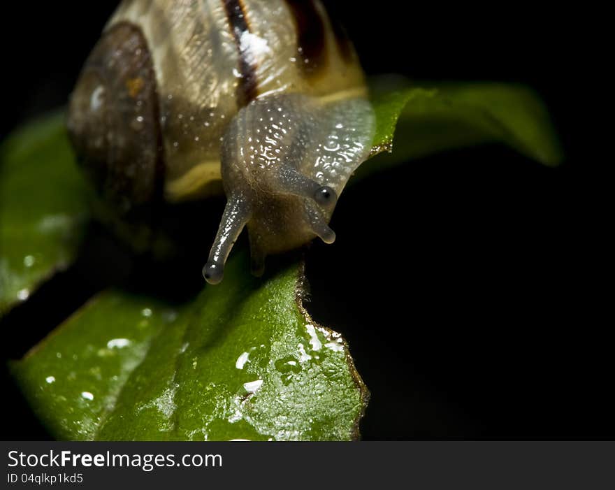 Wet Snail On Green Leaf