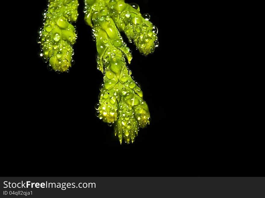 Macro of wet evergreen covered with water droplets