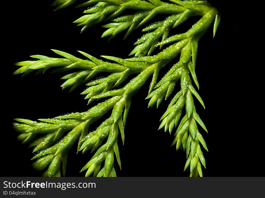 Extreme close-up of evergreen thuja. Extreme close-up of evergreen thuja.