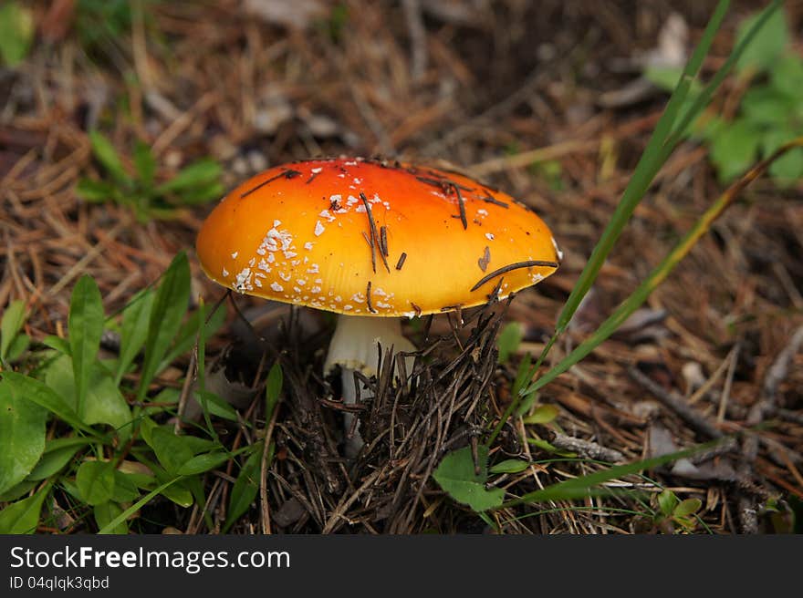 Amanita muscaria. dangerous poisonous mushroom.