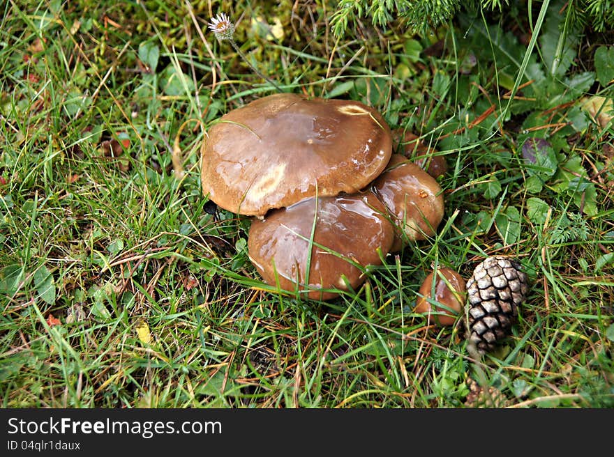 Fresh butter mushrooms in the forest. Fresh butter mushrooms in the forest.