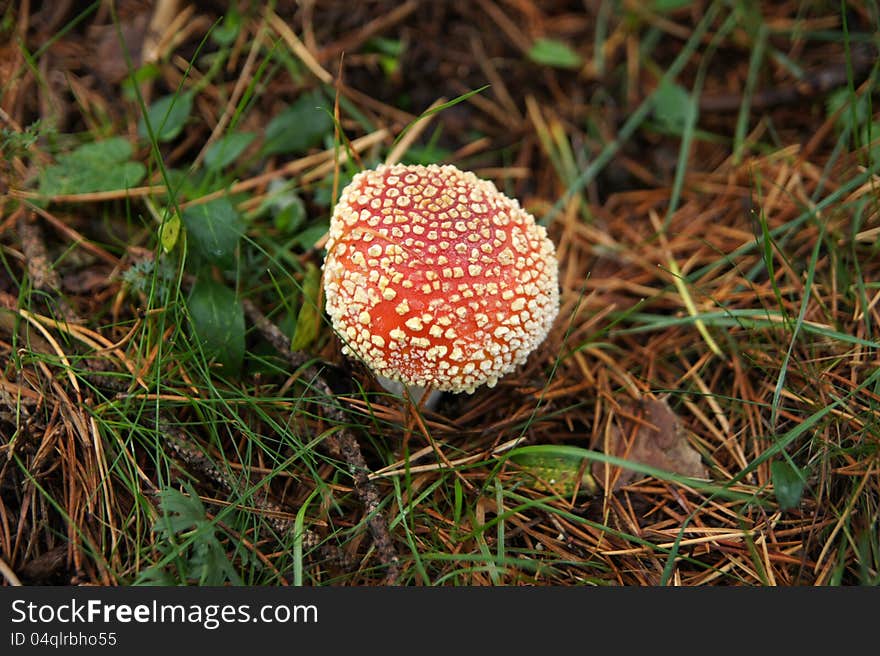 Amanita muscaria. dangerous poisonous mushroom.