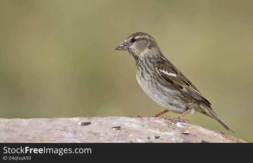 Spanish sparrow perching on the rock piece