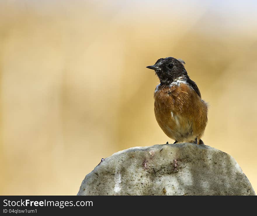 Stonechat is perching on the rock piece