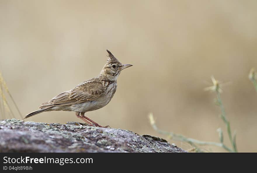 Crested Lark &x28;Galerida cristata&x29