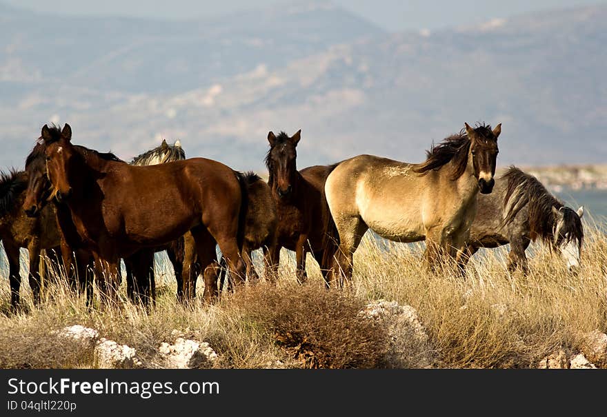 Wild horses pasturing in wilderness. Wild horses pasturing in wilderness