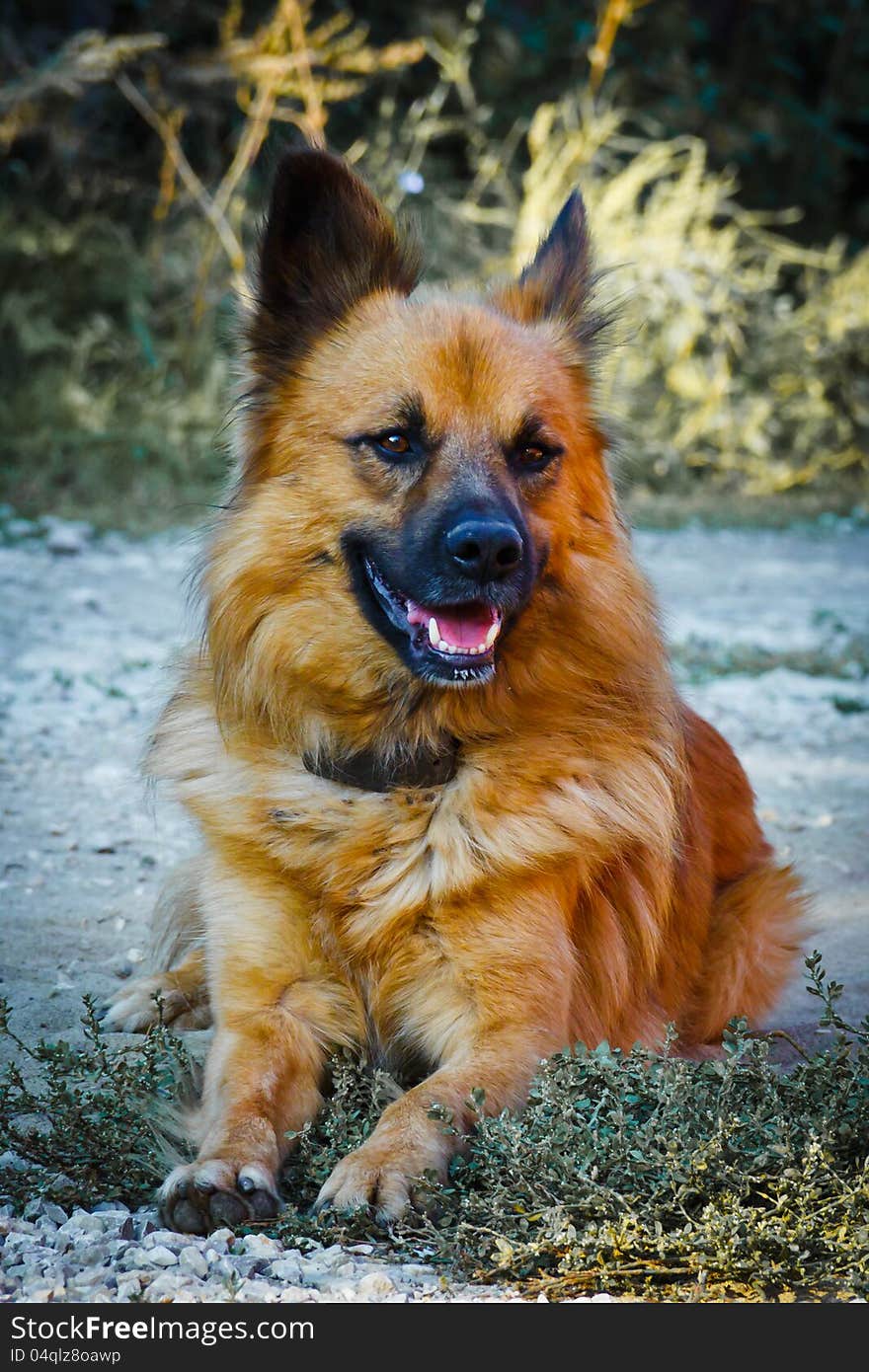 Dog On A Grass