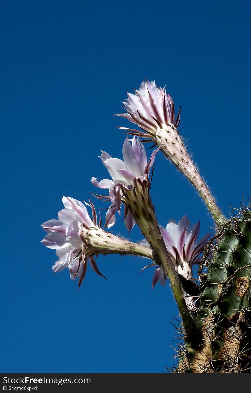 Cactus flower opposite blue sky