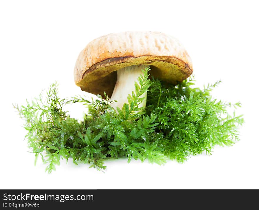 Forest mushroom with moss on a white background