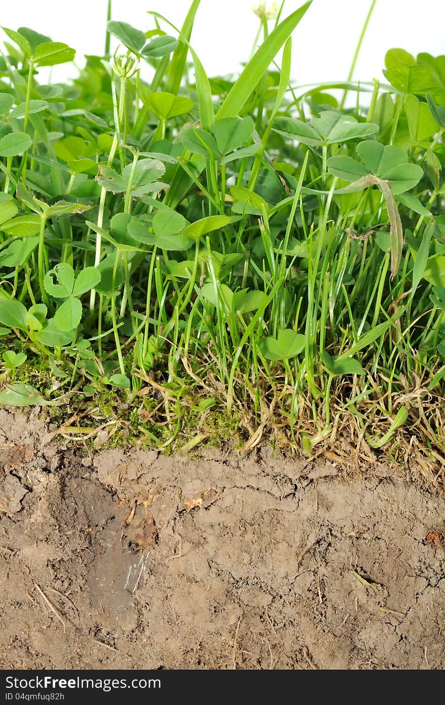 A cross section of soil with green plants and roots