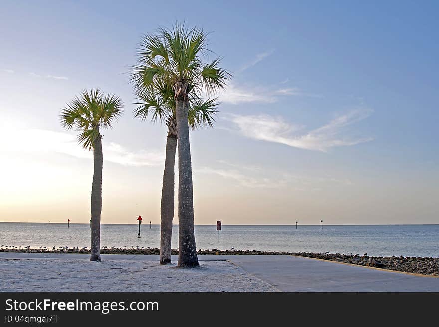 Palm trees in silhouette next to a walkway, at the edge of dusk, Hudson Beach, Florida. Palm trees in silhouette next to a walkway, at the edge of dusk, Hudson Beach, Florida.